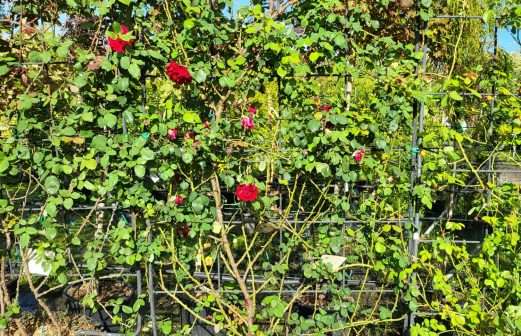 IMG-20230926-WA0007